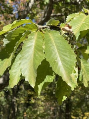 Quercus muehlenbergii
