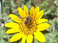 Osmia azteca