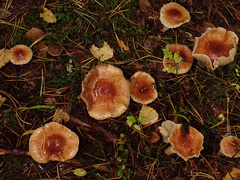 Pholiota lubrica