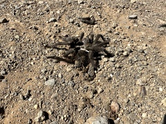 Aphonopelma eutylenum