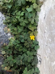Oxalis corniculata