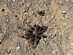 Aphonopelma eutylenum