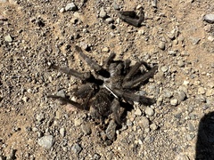 Aphonopelma eutylenum