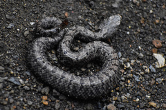 Crotalus transversus