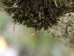 Grimmia donniana