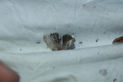 Catocala andromedae