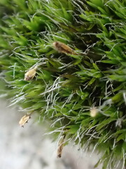 Grimmia donniana