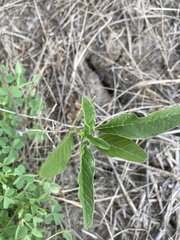 Amaranthus tuberculatus