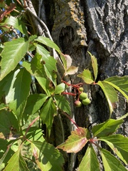 Parthenocissus
