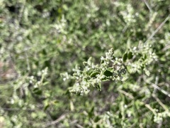 Aloysia