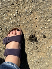 Aphonopelma eutylenum