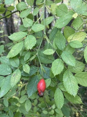 Rosa canina