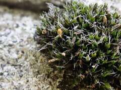 Grimmia donniana