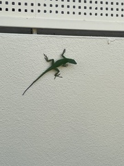 Anolis evermanni