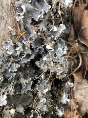 Peltigera horizontalis