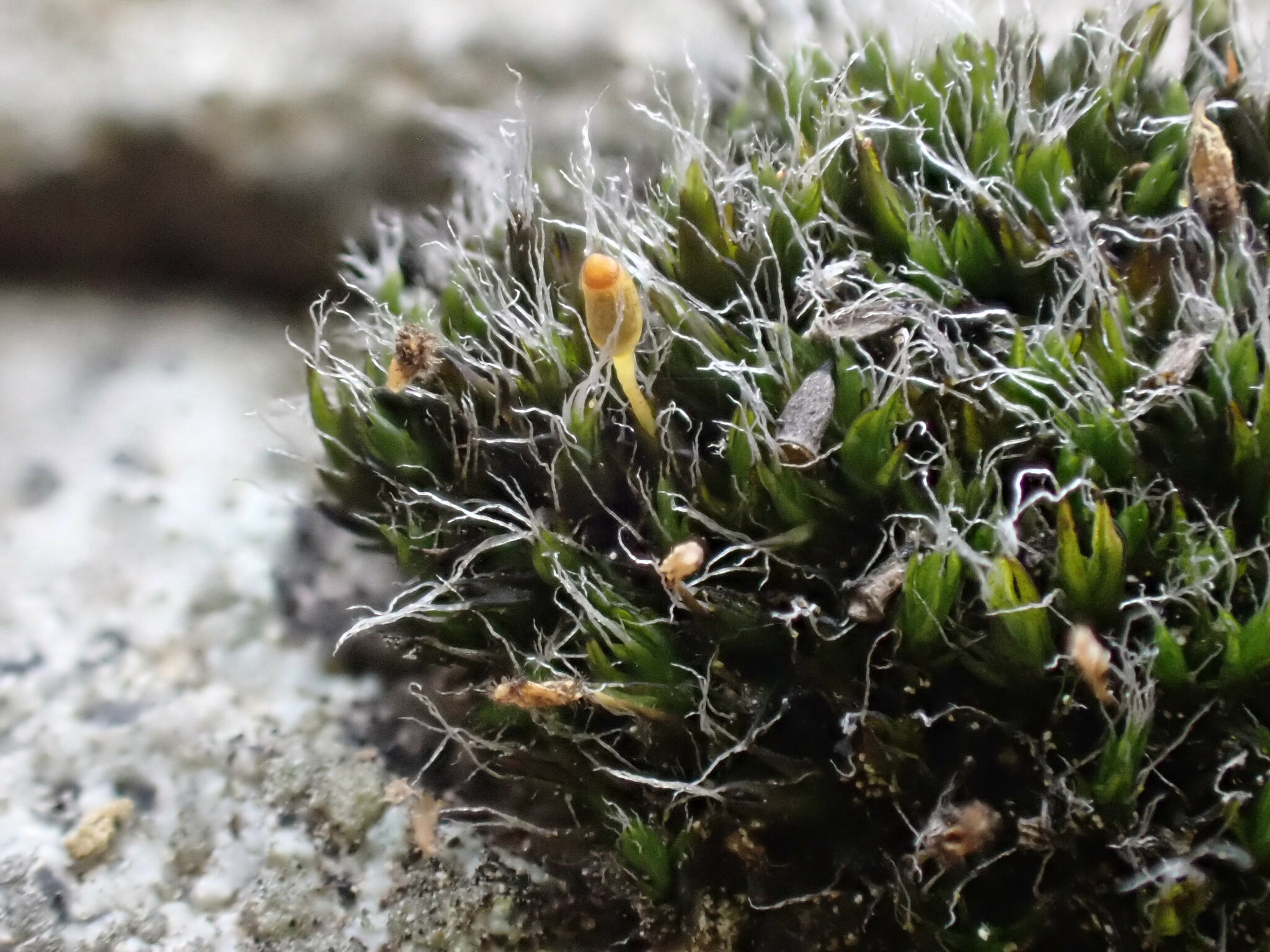 Grimmia donniana