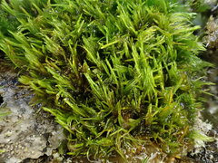 Dicranum flagellare