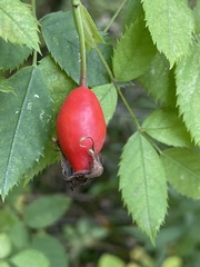 Rosa canina