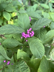 Callicarpa dichotoma