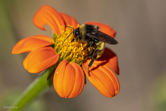 Bombus pensylvanicus