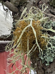 Usnea rubicunda