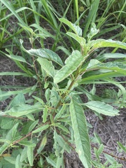 Amaranthus tuberculatus