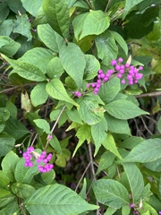 Callicarpa dichotoma