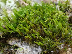 Dicranum flagellare