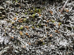 Brigantiaea fuscolutea