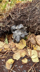 Helvella lacunosa