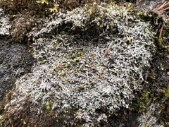 Brigantiaea fuscolutea