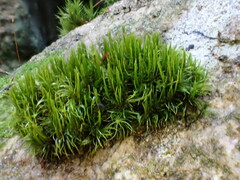Dicranum flagellare