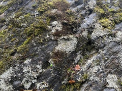 Brigantiaea fuscolutea