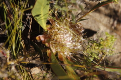 Protea acaulos