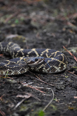 Crotalus molossus nigrescens