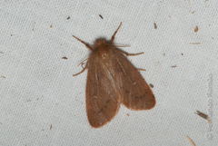 Ocneria rubea