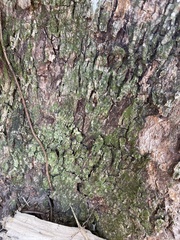 Bacidia schweinitzii