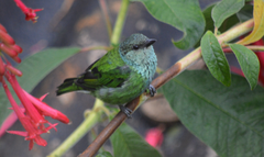 Black-Capped Tanager photo 4