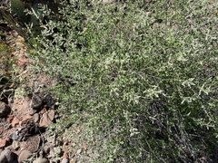 Aloysia