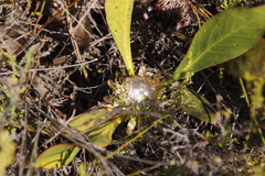 Protea acaulos