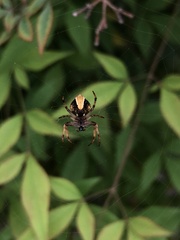 Salsa brisbanae