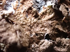 Melanohalea olivacea