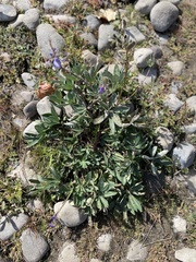 Lupinus lepidus