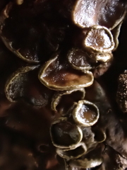 Melanohalea olivacea