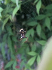Salsa brisbanae
