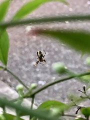Salsa brisbanae