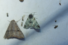 Harrisimemna trisignata