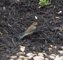 Passerina cyanea