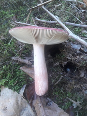 Russula lepida