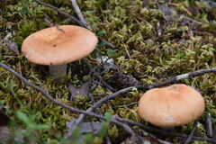 Russula paludosa
